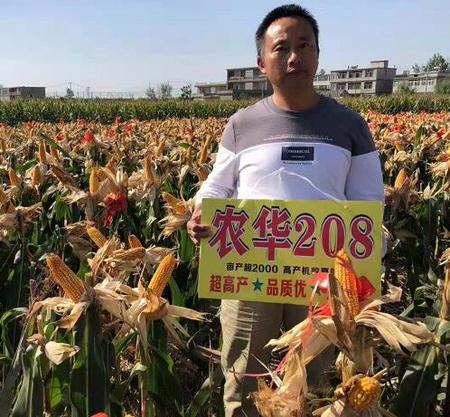 农华208玉米种