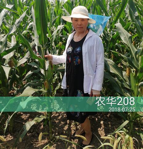 农华208玉米种