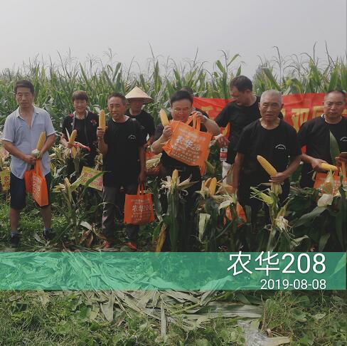 农华208玉米种