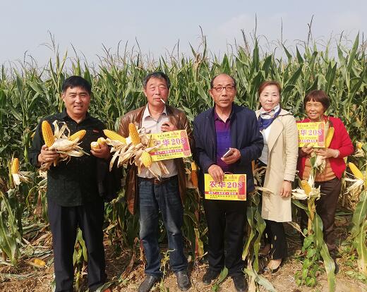 玉米观摩会